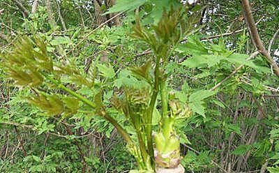 春天吃野菜，春芽最好吃，7种树上的春芽，好吃又营养，你可吃过