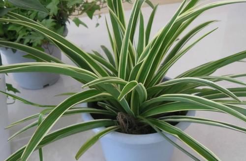 养花易出问题的地方真多！肥水土光，哪一个细节都不能遗漏