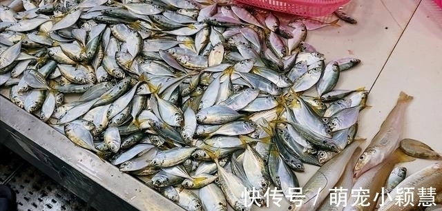 营养极高的“5种鱼”,由于个小被嫌弃,内行人却常吃