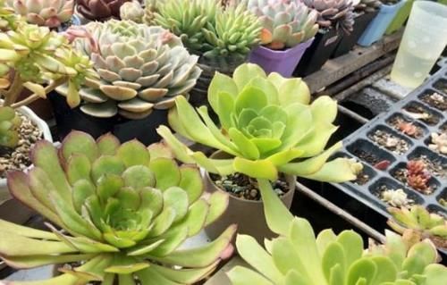 珍珠|养多肉植物，做到此3点，叶子圆润如珍珠，色似糖果五颜六色