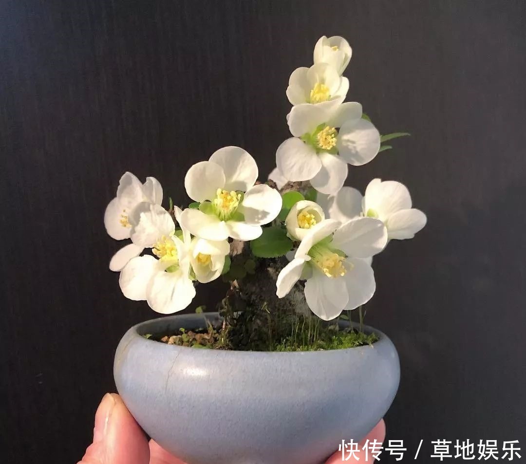 迷你的盆景艺术，小树开花