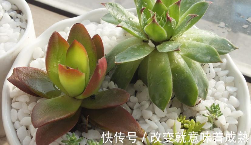 养多肉,新人入坑,记牢这3点,少走弯路,盆栽养得好
