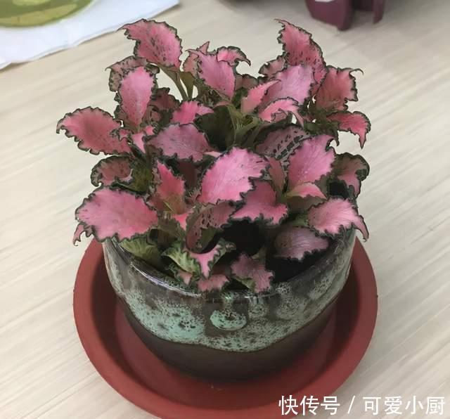 天生“体阴”的6种花,晒太阳易黄叶,阴一点反而长得绿油油