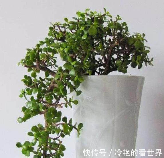 养花就养君子兰金枝玉叶这两非常好养，寓意还非常吉祥