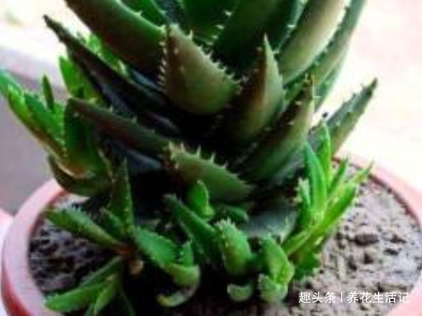 半死不活|家养芦荟半死不活多半浇水不正确,改善后生长快叶子肥胖