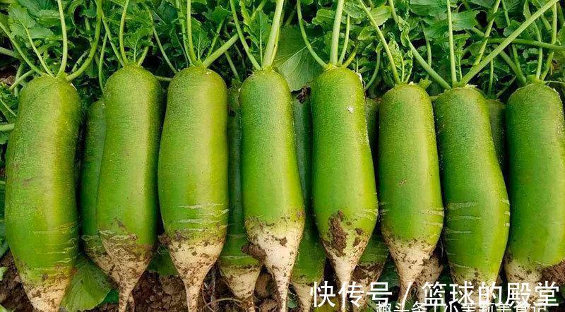 买萝卜，白皮，青皮和红皮口感差别大，牢记3点，挑到好吃的萝卜