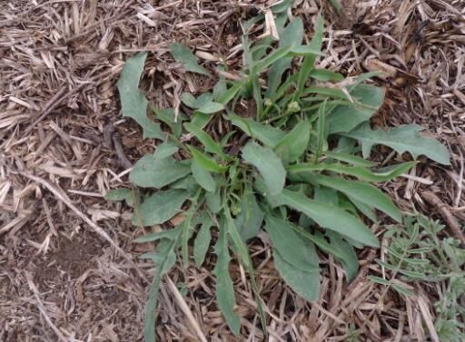 蕨菜|这些在农村野地里不起眼的野草, 关键时却能救命, 你认识几个