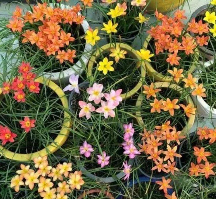 3种花被称为开花劳模,365天开花不断,花团锦簇,养在客厅美极了