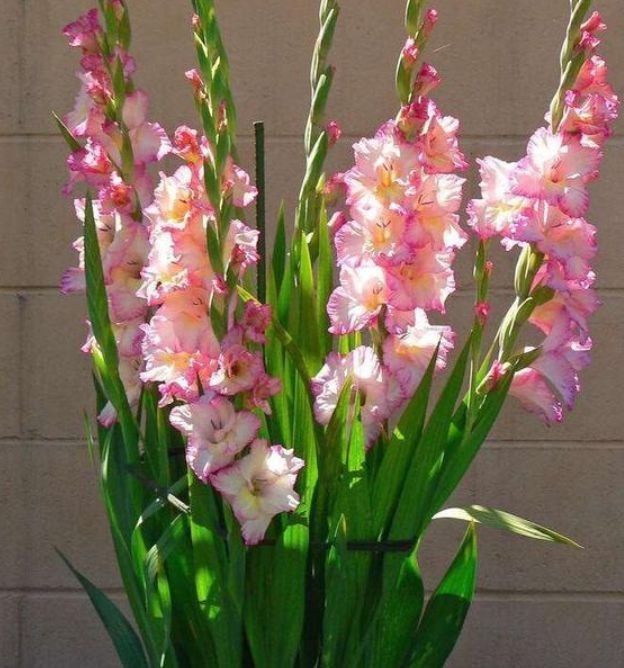 养花就养个花期长的,花大色艳,四季繁花似锦,美