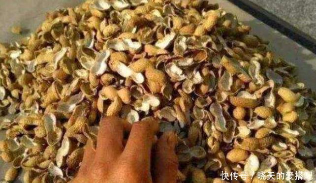 小齐|家庭养花必不可少的4种“好材料”,不花一分钱,配土透气又透水