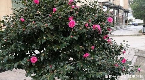 大门前种1棵茶花树,耐寒耐热好养,花色艳丽,开花喜庆富贵!