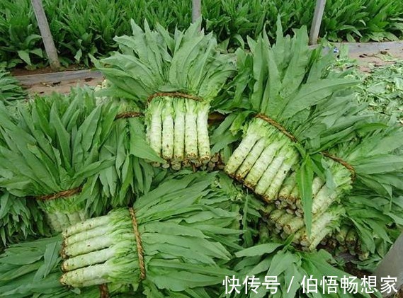 美容洁肤|农村人4种“救命草”,祛病防癌助长寿,美容洁肤防衰老,了解下