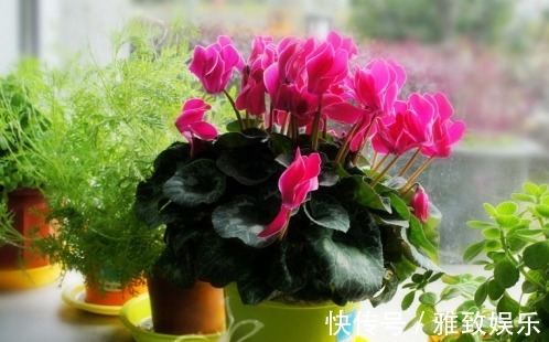 仙客来花期过后,这样操作“1番”,下次开花更多,轻易“爆盆”