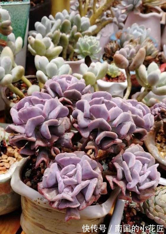 阳台|一整个阳台的多肉,应该何去何从?买多了,自己照料不过来了