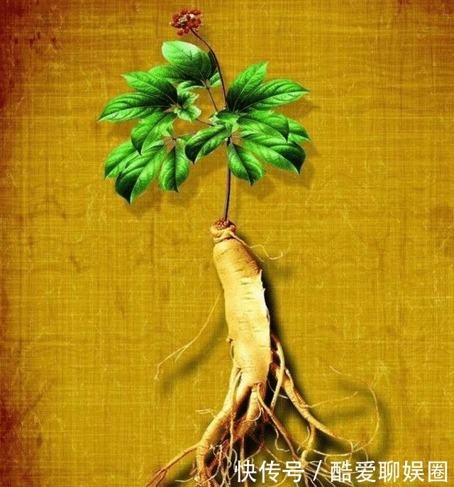  乐坏了|中国人参比黄金贵，西方人乐坏了：我们那漫山遍野都是！