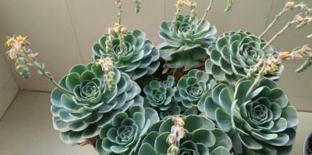 多肉开花就死剪除“花枝”先别扔,“整齐”插土里,继续爆小崽