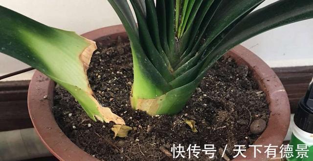 根系|君子兰出现烂根,不要太着急,3种情况分别处理,根系重新长出来