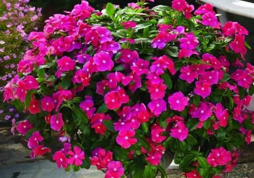 这5种花卉可称为开花劳模，个个漂亮还好养