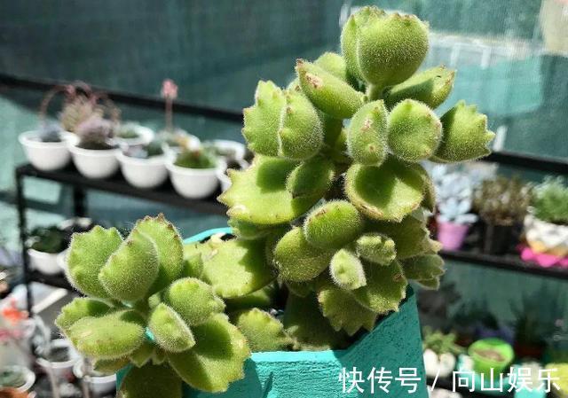 养多肉熊童子,不碰就掉叶子,你知道为什么,该怎么抢救吗
