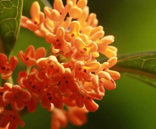 新手养桂花,自制一种“渣”,一分钱不花,满屋“香喷喷”