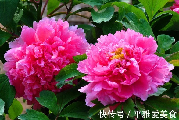 此花被誉为“花中之王”，雍容华贵仪态万千，象征着爱情的付出