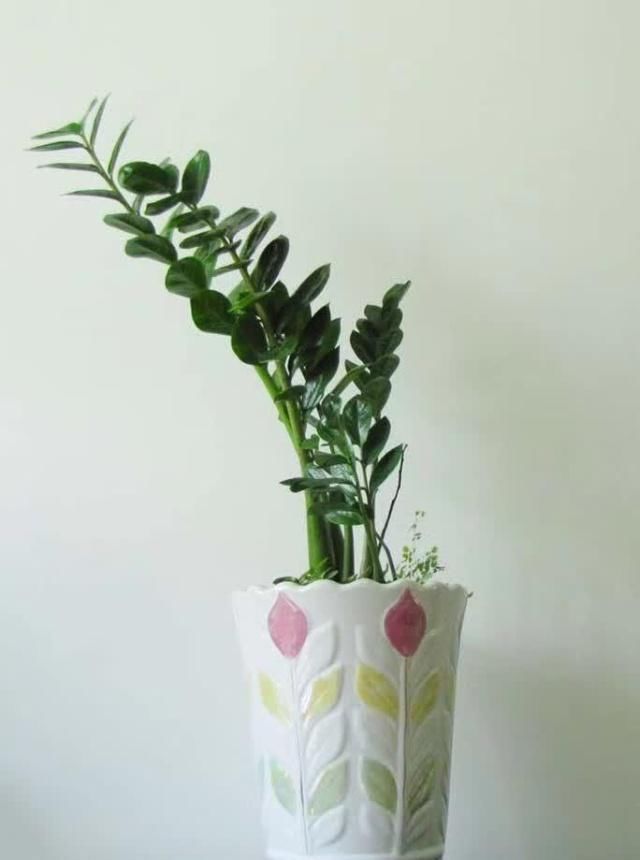 家里养盆金钱树,叶片四季翠绿,招财又纳福,金钱树养护窍门