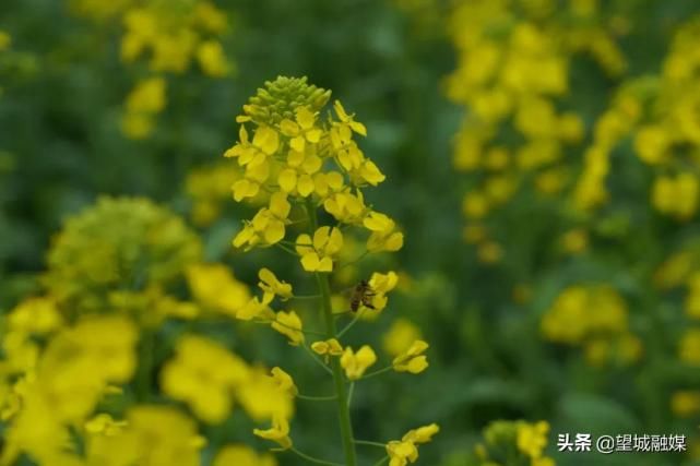 不要门票！望城这些地方黄灿灿的油菜花美哭了~