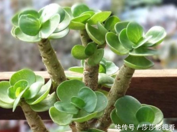 喜庆|中国人讲究喜，4种“招财”花富贵喜庆，寓意牛年好运财源滚滚来