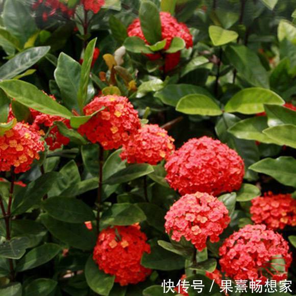 此花是寓意着要积极向前的花,就像是红色的绣球一样