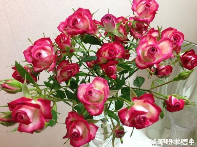 粉色|5款唯美粉色月季。美人如玉粉妆琢，粉色娇羞白如雪。抗病好养