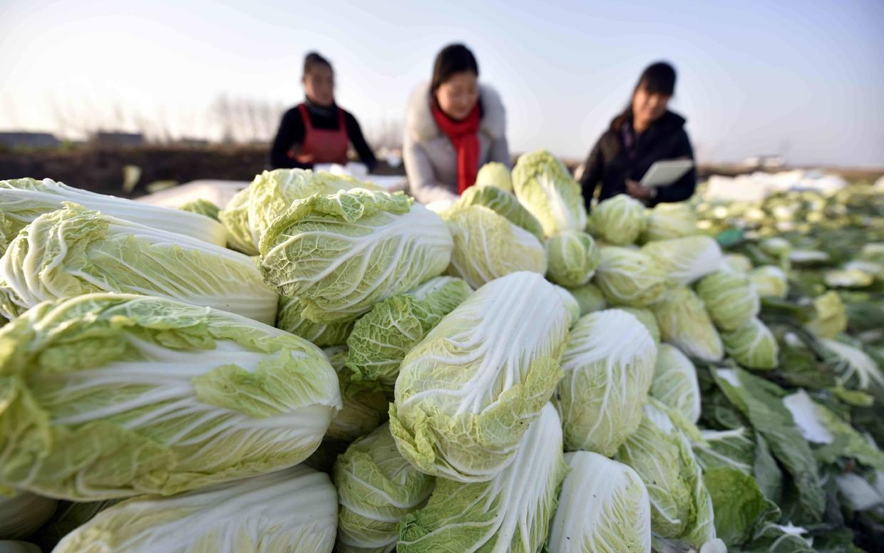 娃娃菜如何选种,专家教您娃娃菜种植技术,夏日烧烤娃娃菜上桌