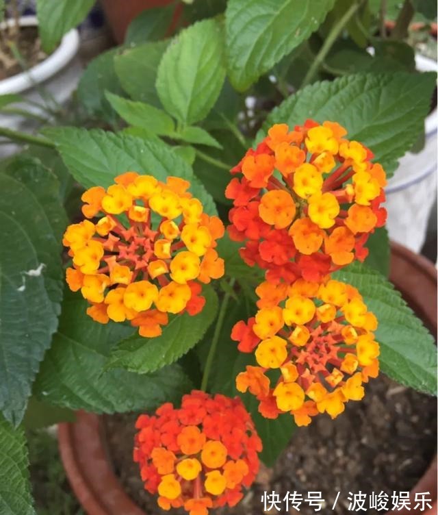 夏天|想要家里四季花开,这20种花,连续能开300天,完全不歇气