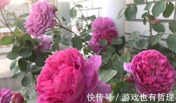 花朵|30个浓香月季品种，你喜欢哪一种养一棵满院飘香！