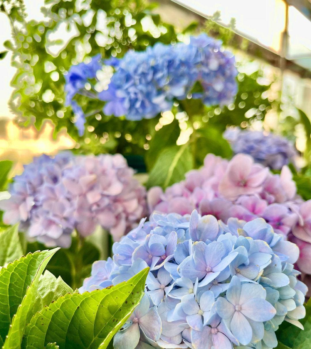 绣球的过冬准备，做好2点，来年发芽更多、开花更多、旺盛惊艳