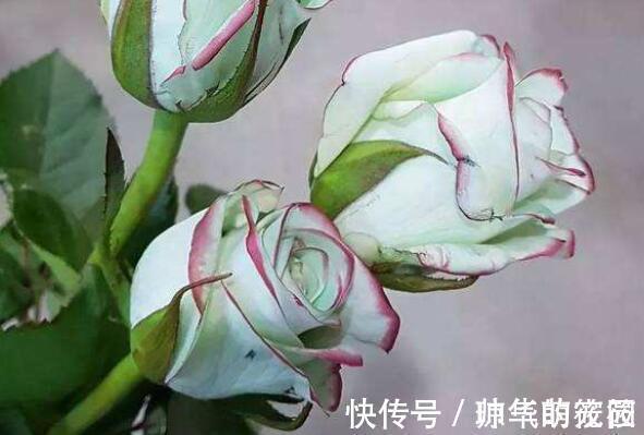 花瓣|这几款小花容易爆盆,花开一茬接一茬,美艳绝伦,惊艳如花球