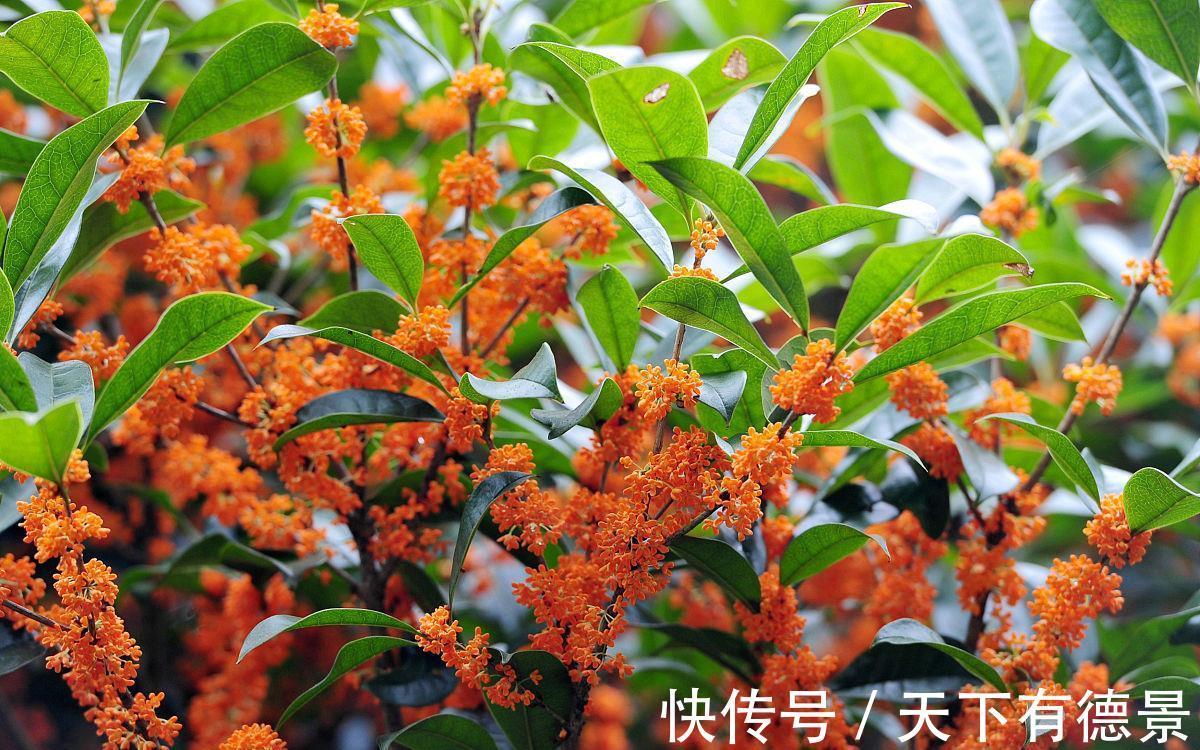 养殖|家里养上3种“吉祥花”，吉祥富贵又喜庆，颜值还都很高