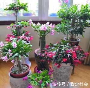 施肥|夏天养“蟹爪兰”4秘诀,叶片肥厚蹭蹭长,到了秋季就开花,管用