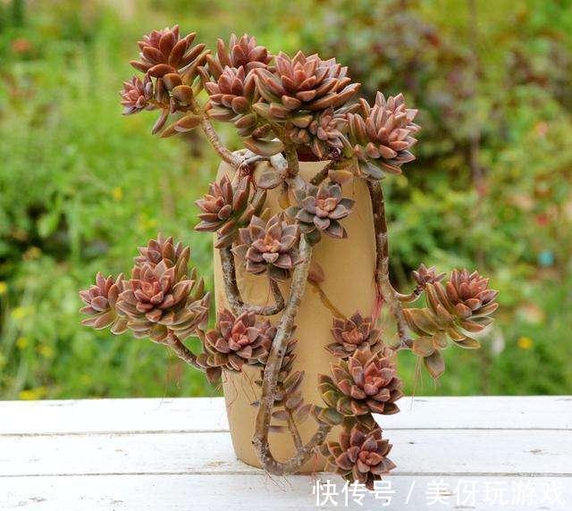 发现邻居大妈的多肉,那叫一个“美”,原来冬季不浇这“5种水”