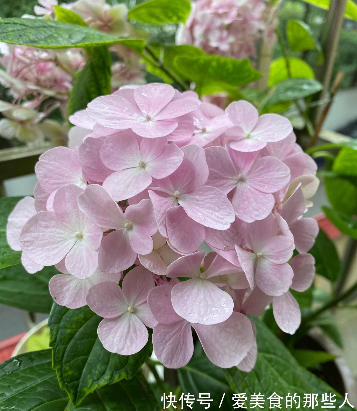 养花土里,必须加3种料,不板结不积水不烂根,花草疯长很旺盛