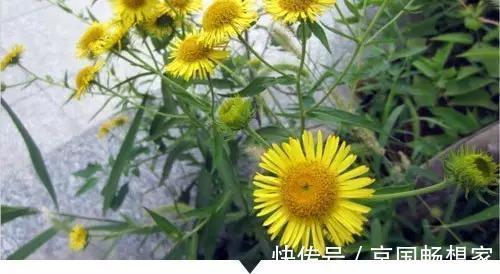 熟地黄|小时候常见却叫不出名字的植物,太全了