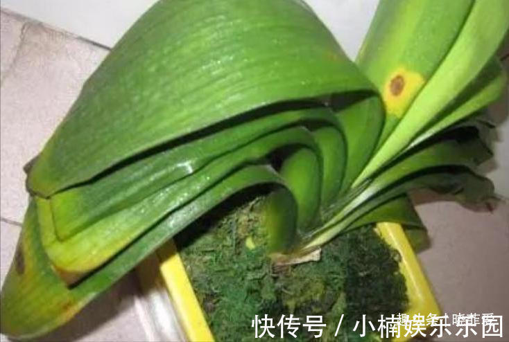 容易被水浇死的“14种花”，手太勤反而养不活