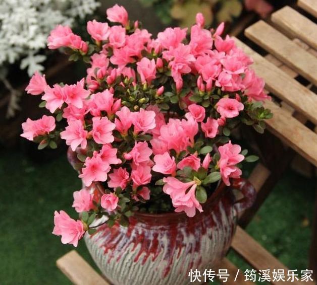 扦插|养花防治黄叶烂根、虫害有技巧6个小动作,让你应对游刃有余