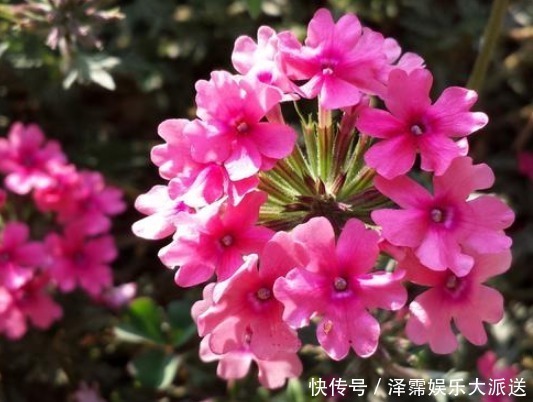 它,号称“花界美女”,比长寿花美,比菊花好养,花语和睦家庭