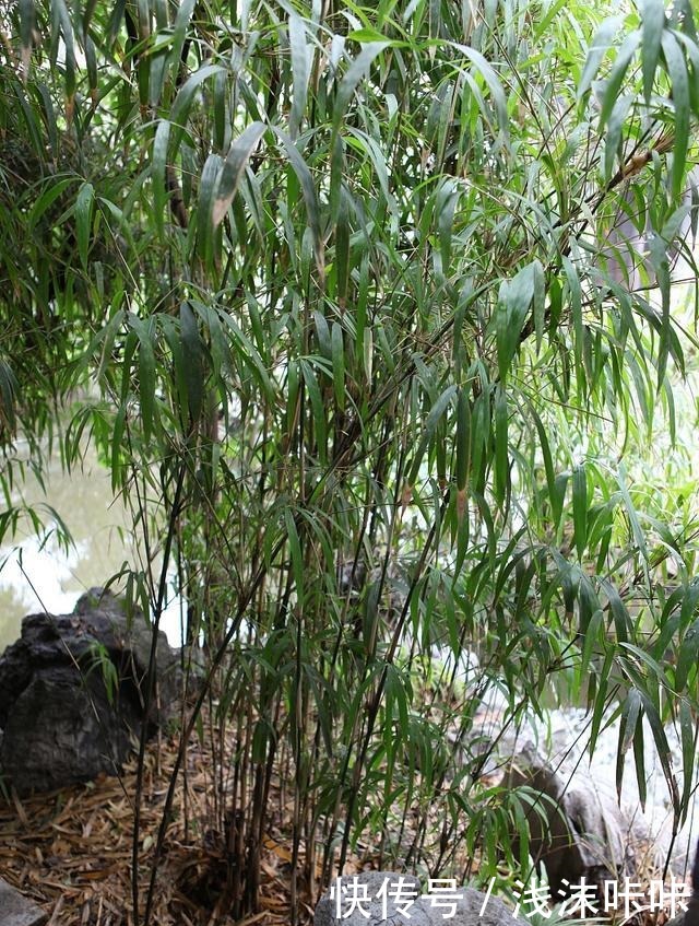 院子里种竹子好一朝种竹，十年挖根！