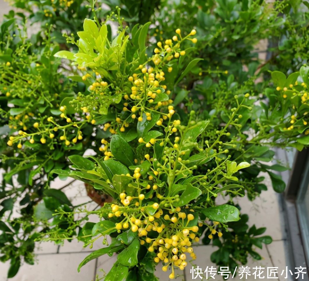 浇水|夏天施肥别盲目，掌握好4点，才能促进生长，用错了会烧根