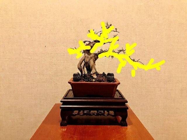 涂鸦效果图|雀梅盆景桩头的蜕变,真是越来越喜人,看盆景大师给出的涂鸦建议