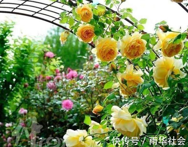 奥斯汀|此花一年开花300天,花朵会散发酒香味,院里养2棵3年爬满墙!