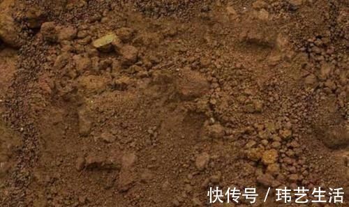 旧土|这4种土不能养花,很容易招虫烂根,养啥花都活不久