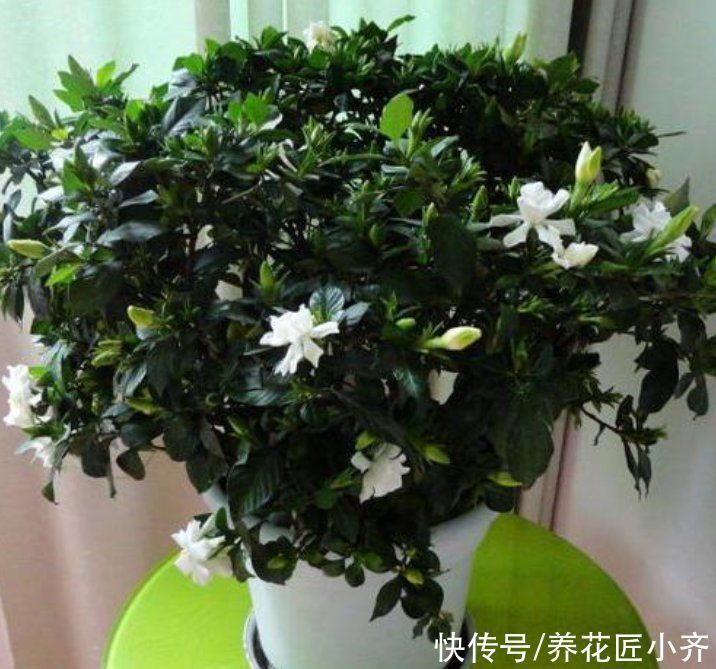 发黄|养这7种花,“醋”要经常浇,每月浇一碗,叶子绿油油