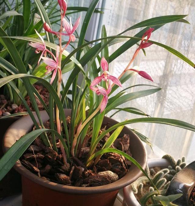 叶子|3种耐寒花卉,零度也可以放室外养,叶色翠绿花朵美艳